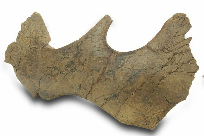 Fossil Hadrosaur (Edmontosaurus) Jugal Bone - Wyoming #377988
